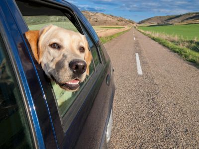 Dog in car window